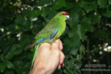 Red-crowned Parakeet 2333.jpg