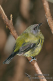New Zealand Bellbird 2267.jpg