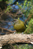New Zealand Bellbird 2593.jpg