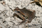 Litoria jungguy 9848.jpg