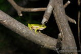 Litoria nudidigita 2624.jpg