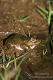 Neobatrachus sudelli 6947.jpg