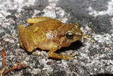 Cophixalus saxatilis 3474.jpg