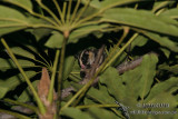 Striped Possum 9297.jpg