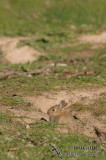 European Rabbit 7523.jpg
