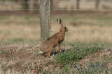 Brown Hare 2128.jpg