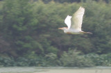 flying bird-Avery Island