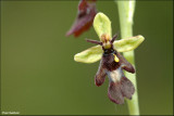 Vliegenorchis