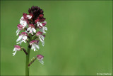 Aangebrande Orchis