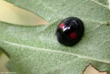 Wilgenlieveheersbeestje