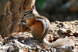 Chipmunk