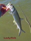 LADYFISH