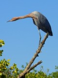 Reddish Egret