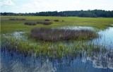 Pine Island North Area near Palm Valley