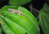 Anole lizard.jpg