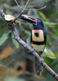 Aracari eating banana.jpg