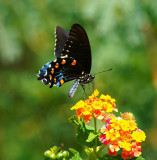 Pipevine Swallowtail
