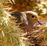 Dove on Nest
