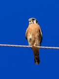 American Kestrel