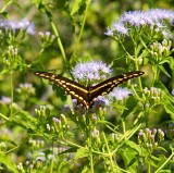 Giant Swallowtail