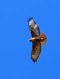 Red-tailed Hawk #2