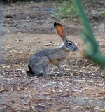 Blacktailed Jackrabbit