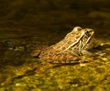 Lowland Lepord Frog