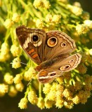 Common Buckeye