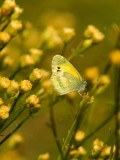Dainty Sulfur