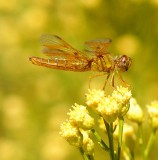 Eastern Amberwing #1