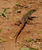 Sonoran Spotted Whiptail
