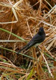 Black Phoebe