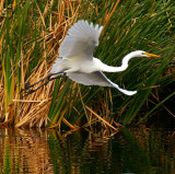 Great Egret #1