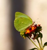 Lyside Sulfur