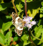 Erichsons White-Skipper