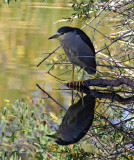 Black-Crowned Night Heron