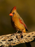Female Cardinal #1