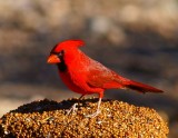 Northern Cardinal