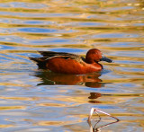 Cinnamon Teal