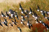 Black-Necked Stilt #3