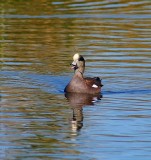 American Wigeon #1