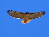 Red-Tailed Hawk #3