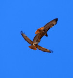 Pair of Red-Tailed Hawks
