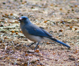 Grey-Breasted Jay #2
