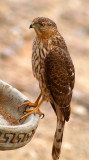 Immature Coopers Hawk #2