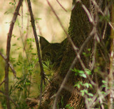 Bobcat Hiding in the Shadows