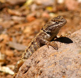 Desert Spiny Lizard
