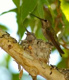Female Rufous Hummer with babys