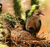 Baby Morning Doves
