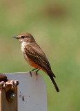 Female Vermilion Flycatcher